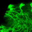 Fly Embryo RNAi Project