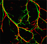 Figure 1. Nerves (green) associate with arteries (red) in the embryonic limb skin.