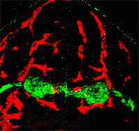 Figure 2. Motoneurons and their progenitors (green) are surrounded by blood vessels (red) in the embryonic spinal cord.