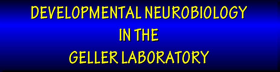 Developmental Neurobiology Banner