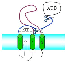 A single iGluR subunit has 3 domains, amino terminal (ATD), ligand binding (purple and blue)and 3 transmembrane helices (green).  The amino terminal and transmembrane domains can be removed and the soluble ligand binding domain investigated independently.