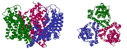 Side view (left) and top view (right) of a bacterial transporter from Pyrococcus horikoshii<, a homotrimer spanning the cell membrane of glial cells. (1xfh.pdb)