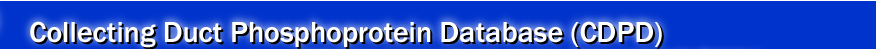 Collecting Duct Phosphoprotein Database (CDPD)