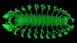 Central and Peripheral Nervous system of Drosophila stage 16 embryo stained with mAb 22C10 antibody and Fluorescent Dye Alexa 488.