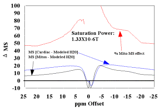 The modeled data in (A) is used as correction factor to eliminate the free water contribution to the MT signal, to estimate the mitochondrial contribution (D MS %) for these samples at this B1 saturation level. The resultant mitochondrial contribution is approximately 50% for this power level.