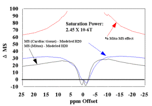 The modeled data in (A) is used as correction factor to eliminate the free water contribution to the MT signal, to estimate the mitochondrial contribution (D MS %) for these samples at this B1 saturation level. The resultant mitochondrial contribution is approximately 60% for this power level...