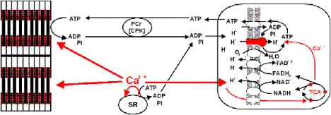 Proposed Mechanisms of Clamped NADH Redox State with Ca2+ and ATPase. 