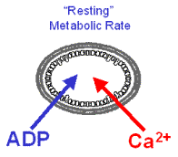 “Resting” metabolism was obtained with ATPase titration to 2X the State 2 rate