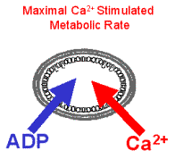  maximal Ca2+ stimulated metabolic rate as in vivo