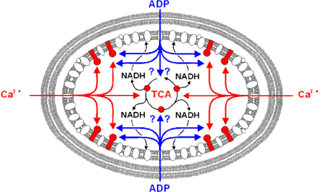 Ca2+ Activates CaDH and Fo/F1ATPase in parallel with Cytosolic ATPases, resulting in a net balance of [NADH],[ADP],and [ATP]. 
