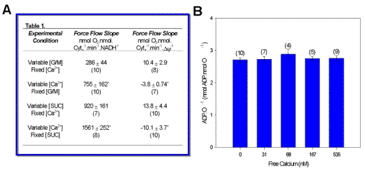 (A) State 3 force flow slopes for mitochondria oxidizing G/M and SUC in the presence and absence of Ca2+. Buffers and Ca2+ depletion were as indicated in methods, while [substrate] and [Ca2+] were as indicated in Figure 1 legend. (B) Plot of ADP.O-1 ratios as a function of [Ca2+]. Data are means ± SEM, asterisks (*) indicate significant differences from State 3 (p£0.05; dependent variable t-test).