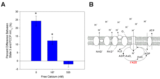 (A) Comparison of uncoupled and Ca2+ stimulated coupled respiration. Plot of percentage difference between State 3 and FCCP-uncoupled respiration with increasing [Ca2+]. State 3 respiration, oxidizing SUC (15mM), was initiated with ADP (500mM) after Ca2+ depletion. Maximally uncoupled respiration was achieved by titration of [FCCP] (33.3nM final). Buffers and Ca2+ depletion were as indicated in methods, while [substrate] and [Ca2+] were as indicated in Figure 1 legend. Data are means ± SEM, asterisks (*) indicate significant differences from State 3 (p£0.05; dependent variable t-test). (B) Schematic diagram of metabolic uncoupling and isolation of Fo/F1ATPase with AsO4 