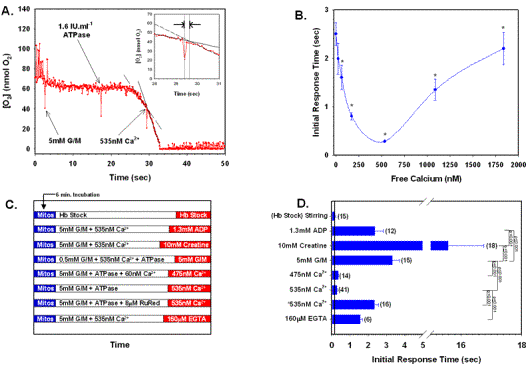 (A) Plot of O2 content vs. time for mitochondria oxidizing 5mM G/M. 
(B) The effects of [Ca2+] on IRT were performed as paired studies from 0nM to 1840nM free Ca2+ (n=7). 
(C) Time line of substrate and enzyme additions used to estimate IRT. 
(D) Substrate additions (i.e. ADP, Creatine, G/M, Ca2+, ruthenium red (RuRed), and EGTA), OTS, and IRT were as indicated for inset A. 