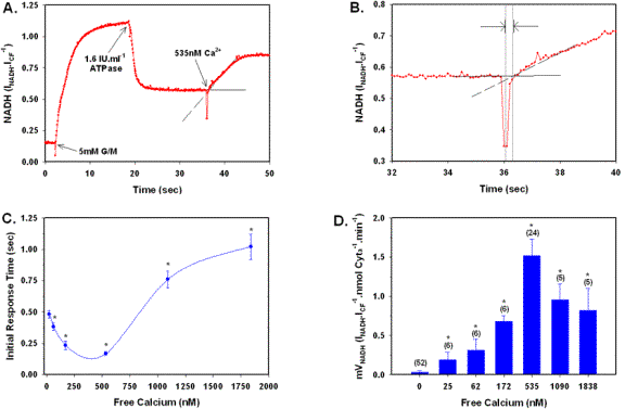 (A) NADH vs. time for mitochondria oxidizing 5mM G/M. (B) A subset of data plotted in Figure 4A indicating the two ROIs over which the regression analysis was performed. NADH Initial response time (IRT) with [Ca2+]. (C) The effects of [Ca2+] on NADH IRT were performed as paired studies from 0nM to 1840nM free Ca2+ (n=7). (D) The effects of [Ca2+] on NADH production rate in mitochondria oxidizing 5mM G/M. 