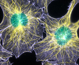 Fluorescence image of filamentous actin and microtubules in mouse fibroblasts cell.