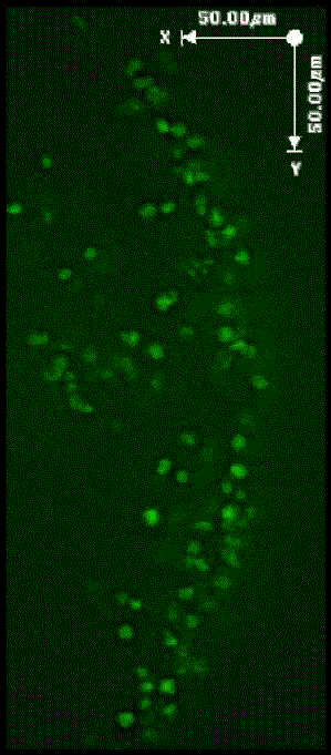 Cell migration in cultured embryo sections demonstrating primordial germ cell migration in mouse embryos (embryonic day 9.5).  Primordial germ cells appear fluorescent because they contain the transgene Oct4-EGFP.