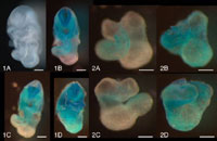 Views of the dissected Heart tube from Cx45 knockout mouse embryos (E9.5) with LacZ expression driven by the Cx45 promoter in place of endogenous Cx45 expression.
