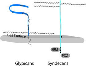 Figure: syndecans and glypicans