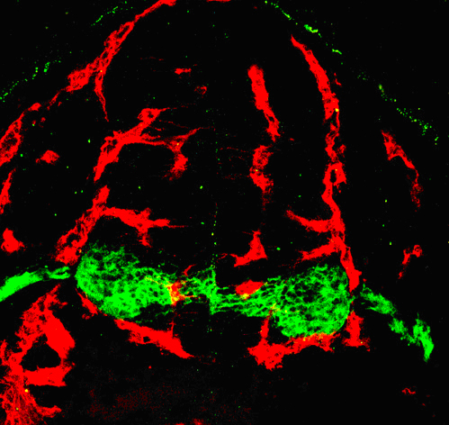 Motoneurons and their progenitors (green) are surrounded by blood vessels (red) in the embryonic spinal cord.