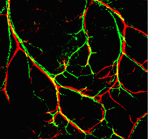 Nerves (green) associate with arteries (red) in the embryonic limb skin.