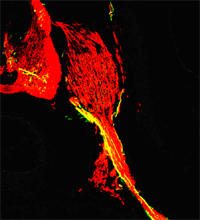 Transplanted murine motoneuron progenitors (green) differentiate motoneurons that project axons (labeled by anti-Tuj1 antibody, red) from the ventral root of the chick spinal cord.
