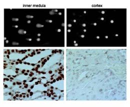 DNA damage exists in mouse inner medullas in vivo under the normal condition of high NaCl and urea.