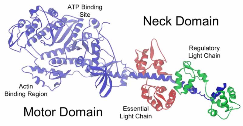myosin molecular structure showing ATP binding sites, acton binding reagion, and the essential and regulatory light chains