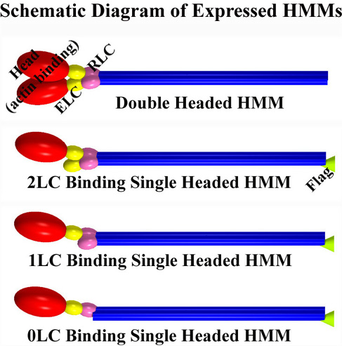 schematic diagram of expressed double and single headed heavy mero myosins