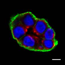 Non-fixed incubation-biotinylated IMCD cross section