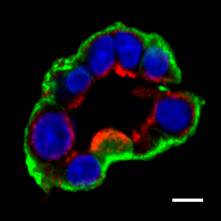 Fixed incubation-biotinylated IMCD cross section