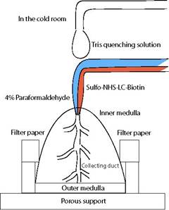 An isolated inner medulla under perfusion biotinylation