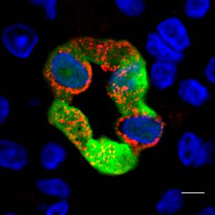 Cross section of non-fixed perfusion-biotinylated IMCD