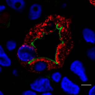 Cross section of fixed perfusion-biotinylated IMCD
